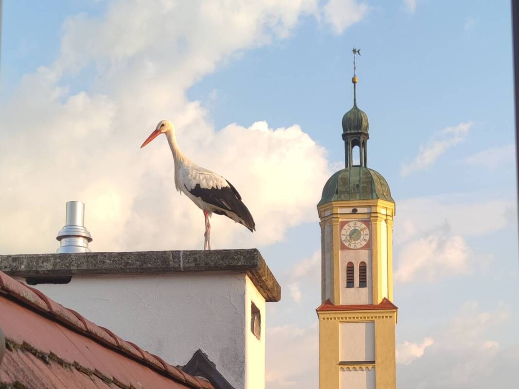 Silvesterkirche-Storch